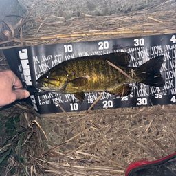 スモールマウスバス