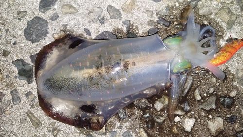 アオリイカの釣果