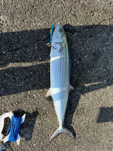 サワラの釣果