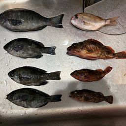 セイゴ（ヒラスズキ）