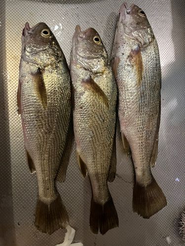 イシモチの釣果