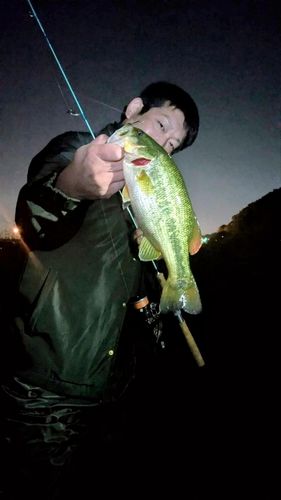 ラージマウスバスの釣果