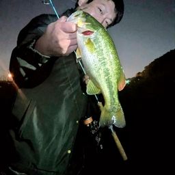 ラージマウスバス