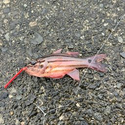 オオスジイシモチ