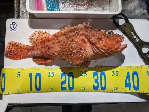 オニカサゴの釣果