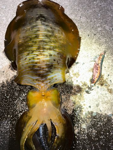 アオリイカの釣果