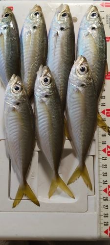 東京湾（富津〜金谷）