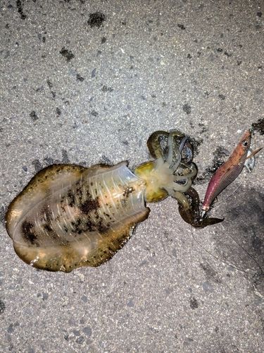 アオリイカの釣果