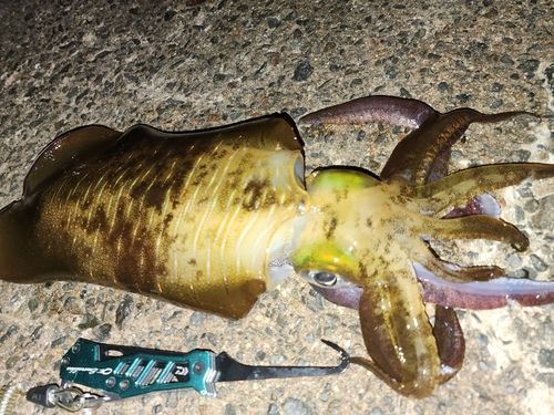 アオリイカの釣果