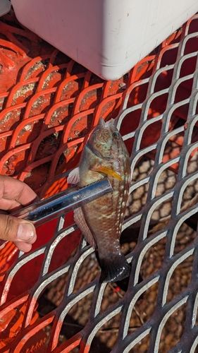 イソベラの釣果