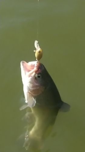 レインボートラウトの釣果