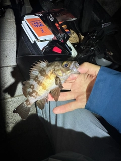 シロメバルの釣果