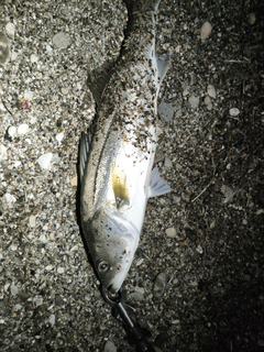 スズキの釣果