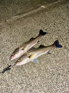 シーバスの釣果