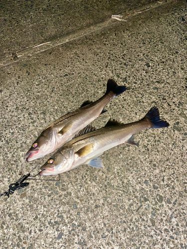 シーバスの釣果