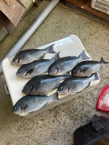 オナガグレの釣果