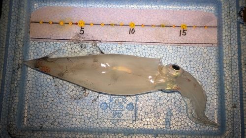 ヤリイカの釣果