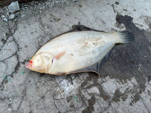 クロガシラガレイの釣果