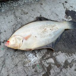 クロガシラガレイ