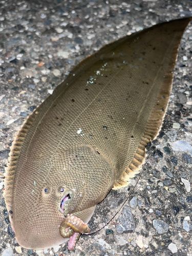 シタビラメの釣果