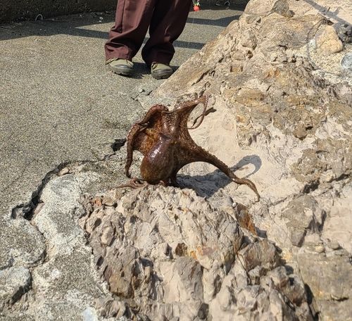 ミズダコの釣果