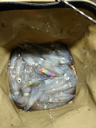 マメイカの釣果