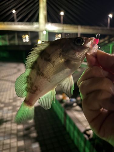 メバルの釣果