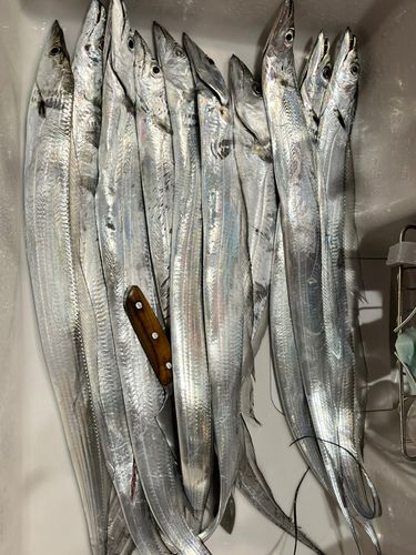 タチウオの釣果