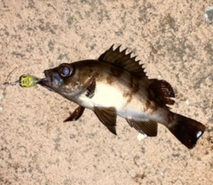 メバルの釣果