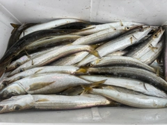 キジハタの釣果