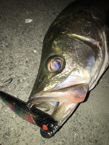 シーバスの釣果