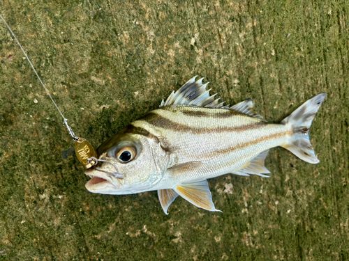 コトヒキの釣果