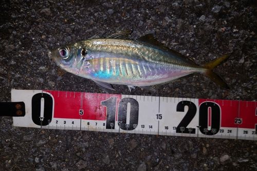 マアジの釣果
