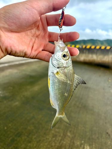 セダカクロサギの釣果