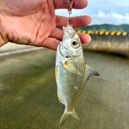 セダカクロサギ