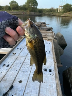ラージマウスバスの釣果