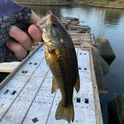 ラージマウスバス