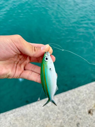 グルクンの釣果