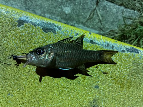 カスリイシモチの釣果