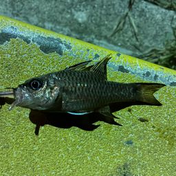 カスリイシモチ