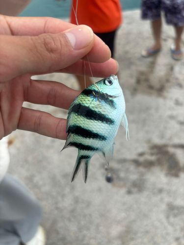 オヤビッチャの釣果