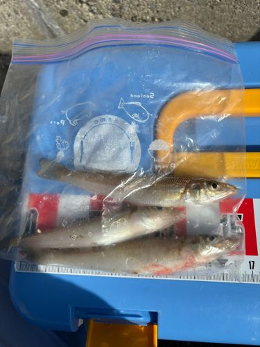 新舞子マリンパーク