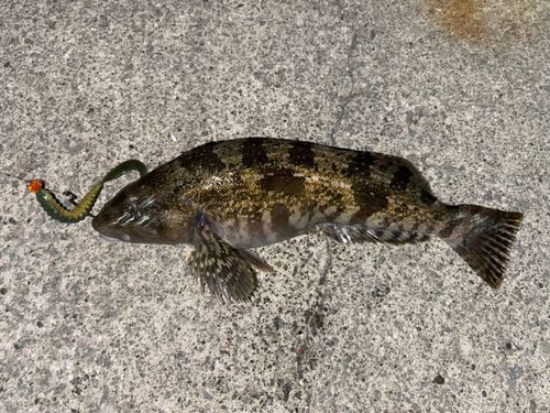 アイナメの釣果