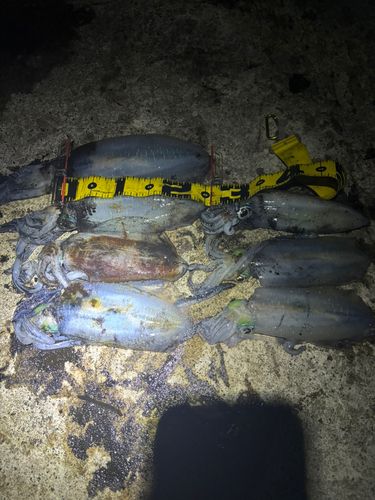 アオリイカの釣果