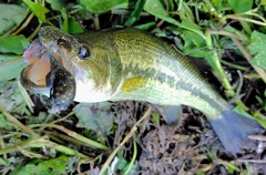 ブラックバスの釣果