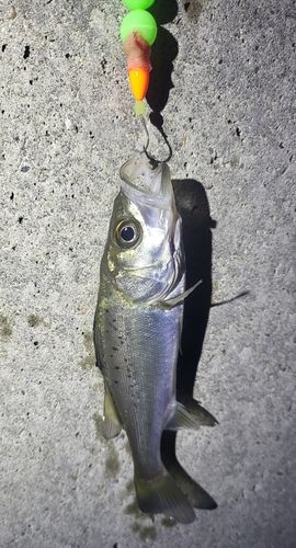 セイゴ(マルスズキ)の釣果