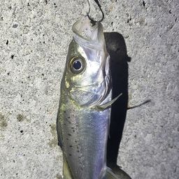 セイゴ（マルスズキ）