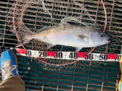 カンパチの釣果