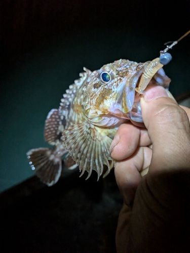 アラカブの釣果