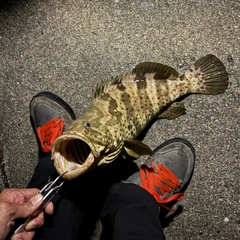 チャイロマルハタの釣果